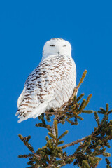 Snowy owl perched in sunlight