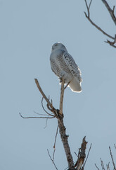 Snowy owl perched in sunlight