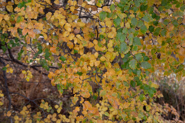 El otoño llego a los árboles de la Patagonia.
