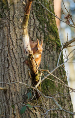 Red squirrel with ear tuffs 