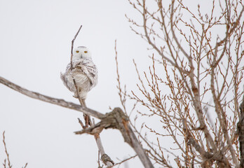 Snowy owl perched in frost covered tree