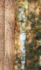Red squirrel with ear tuffs 
