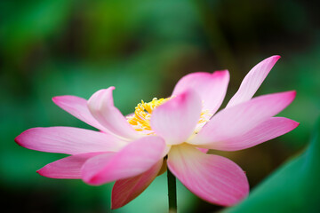 lotus flower