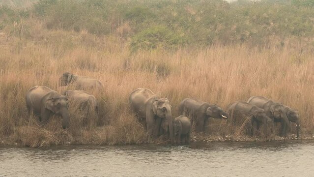 wild asian elephant or tusker family or herd in action drinking water or quenching thirst from ramganga river at dhikala zone of jim corbett national park uttarakhand india - Elephas maximus indicus