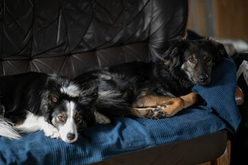 Psy leżące na kanapie obok siebie - obrazy, fototapety, plakaty