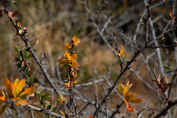 El otoño llego a los árboles de la Patagonia.
