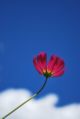 青空に映える一輪のkawaiiコスモス