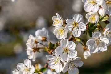white cherry blossom