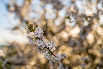 blooming tree in spring