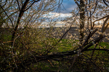 Białe wiosenne kwiaty, Wiosenne kwitnące drzewa, Kwitnące drzewa śliwki, Wiosenne kwiaty, Wczesna wiosna, wiosenna wegetacja, śliwki i mirabelki © Follow the Sun