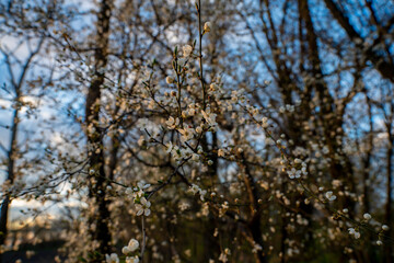 Białe wiosenne kwiaty, Wiosenne kwitnące drzewa, Kwitnące drzewa śliwki, Wiosenne kwiaty, Wczesna wiosna, wiosenna wegetacja, śliwki i mirabelki © Follow the Sun
