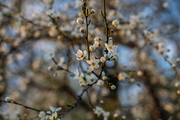 Białe wiosenne kwiaty, Wiosenne kwitnące drzewa, Kwitnące drzewa śliwki, Wiosenne kwiaty, Wczesna wiosna, wiosenna wegetacja, śliwki i mirabelki © Follow the Sun