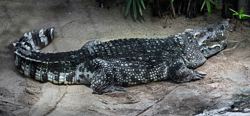 Siam crocodile on the sand. Latin name - Crocodylus siamensis	 - obrazy, fototapety, plakaty