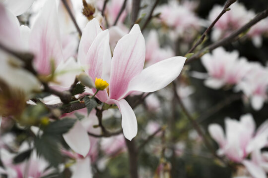 Blooming magnolia tree closeup . Natural background