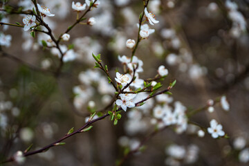 Białe wiosenne kwiaty, Wiosenne kwitnące drzewa, Kwitnące drzewa śliwki, Wiosenne kwiaty, Wczesna wiosna, wiosenna wegetacja, śliwki i mirabelki - obrazy, fototapety, plakaty