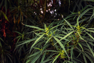 Branch of cannabis and marijuana. Ganja, hemp beautiful tree.