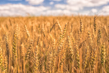 Wheat ears close-up on the background of a yellow field and a blue sky with clouds. Background