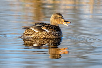Stockente