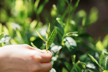 茶葉