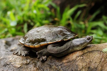 Snake-necked turtle is a critically endangered turtle species from Rote Island in Indonesia.