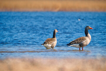 Ostseebad Kühlungsborn, Deutschland, Mecklenburg-Vorpommern