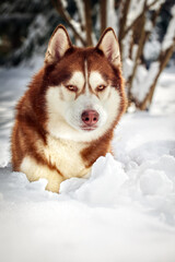 Siberian Husky dog portrait close up, Siberian Husky head front view with ginger and white coat color, sled dog breed.