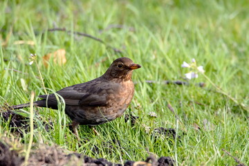 Amsel