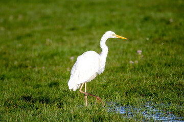 Silberreiher