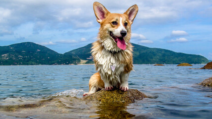 Corgi at the beach with mountains in the background cute dog breed pedigree swimming royal tri colour color rock tongue