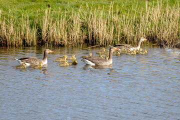 Graugänse mit Küken