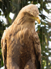 golden eagle portrait