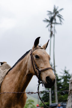 portrait of a harnessed horse in cocora Salento, Colombia. vertical photo