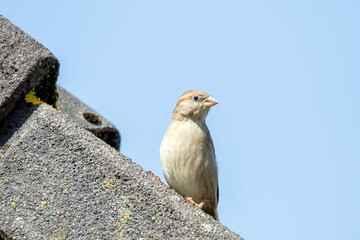 Spatz
