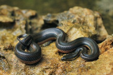 Fototapeta premium Rainbow Water Snake is a genus of slightly venomous, rear-fanged, snakes endemic to the tropical area of Indonesia-Australian region.