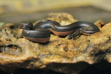 Rainbow Water Snake is a genus of slightly venomous, rear-fanged, snakes endemic to the tropical...