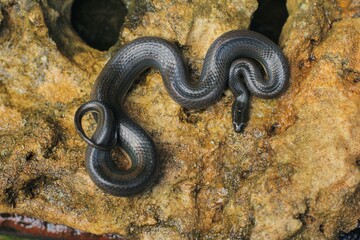 Rainbow Water Snake is a genus of slightly venomous, rear-fanged, snakes endemic to the tropical area of Indonesia-Australian region.