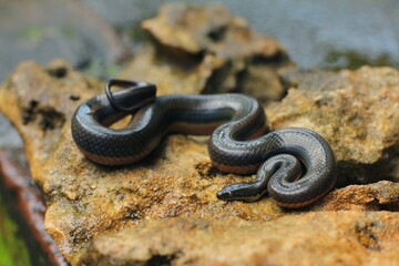 Rainbow Water Snake is a genus of slightly venomous, rear-fanged, snakes endemic to the tropical...