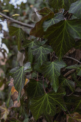 Ivy, Hedera helix or European ivy climbing on bark of a tree. Close up