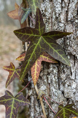 Ivy, Hedera helix or European ivy climbing on bark of a tree. Close up