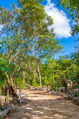 Tropical plants at natural jungle forest Puerto Aventuras Mexico.