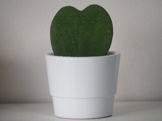 cactus in pot