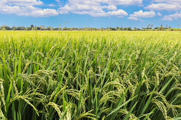 Rice field and blue sky clouds background, Thailand.