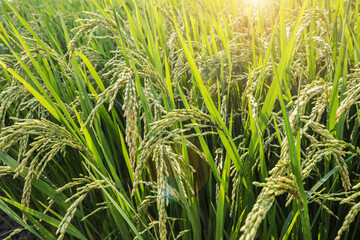 Rice field, Thailand, Southeast Asia.