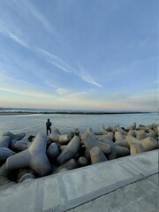 sea lions on the beach