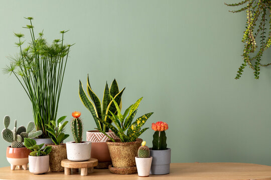 Creative composition of botanic home interior design with lots of plants in classic designed pots and accessories on the wooden chest of drawers. Green wall. Nature and plants love concepts