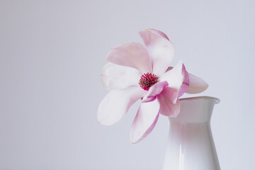 Beautiful fresh pastel pink magnolia flower in full bloom in vase against white background. Spring still life. Copy space for text.