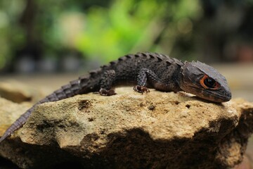 Red-eyed crocodile skink, is a species of skink that is sometimes kept as an exotic pet. The...