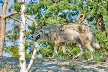 Gray wolf (canis lupus) runs over some hilly terrain with forested environment around. Kolmarden...