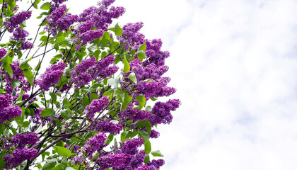 Bush of bright lilac (syringa) in the garden against the sky on a sunny day