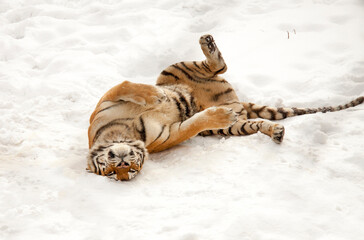 Frolicking and wallowing tigress (panthera tigris) on white snow. Kharkiv, Ukraine